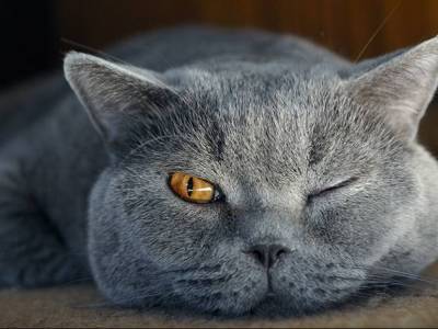 Британская кошка впервые увидела сфинкса: забавная реакция рассмешила Сеть