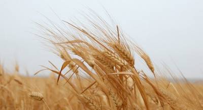 Минсельхоз США повысил прогноз урожая пшеницы и кукурузы в Украине