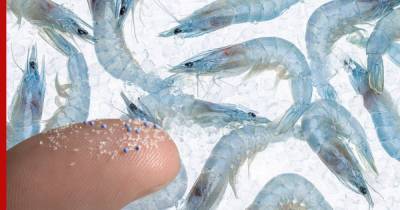 Ученые обнаружили пластик в пяти видах морепродуктов
