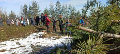 В Петрозаводске суд признал незаконным снос деревьев на территории "Каменного бора"