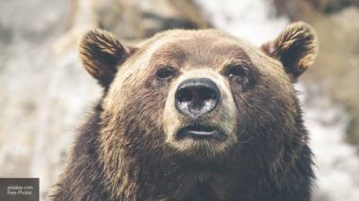 Кузбассовец встретил медведя рядом со своим домом