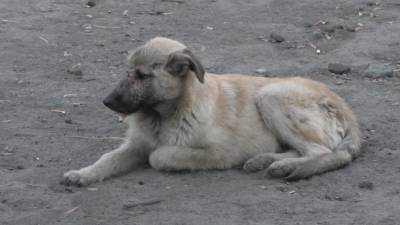 Гражданка Турции сообщила в полицию о расчленении бездомных собак