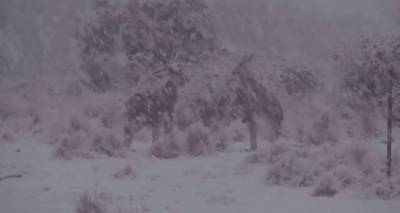 Очень классно: Суренян вирусит сеть видео о том, как радуются снегу австралийские кенгуру