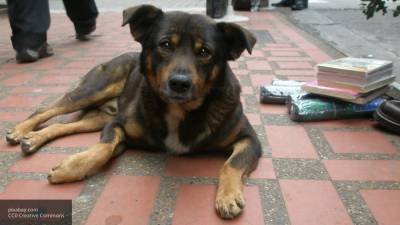 Жительница Анкары сообщила о массовых убийствах бездомных собак