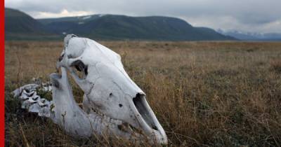 В Горном Алтае выявили вспышку чумы у диких животных
