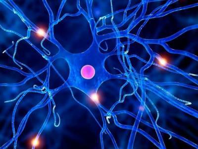 «Научное открытие»: найден способ восстанавления нервных клеток