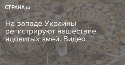 На западе Украины регистрируют нашествие ядовитых змей. Видео