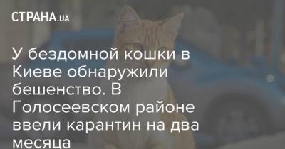 У бездомной кошки в Киеве обнаружили бешенство. В Голосеевском районе ввели карантин на два месяца