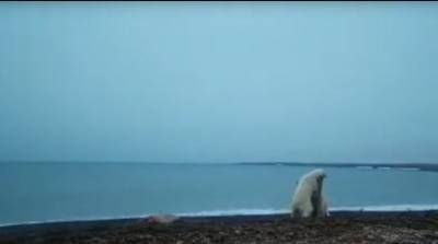 Белые медведи поссорились из-за добычи и попали на видео