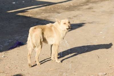 Читинец пожаловался на свору бездомных собак возле детсада на Онискевича