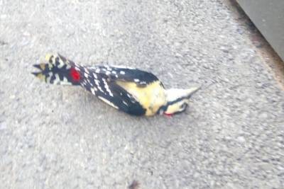Красноярцы обеспокоены странной гибелью птиц в городе