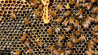 Пчеловод Капунин сравнил употребление меда с прививками от недугов