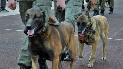 В МЧС рассказали о судьбе вышедших в отставку служебных собак