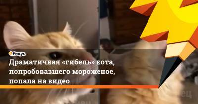 Драматичная «гибель» кота, попробовавшего мороженое, попала на видео