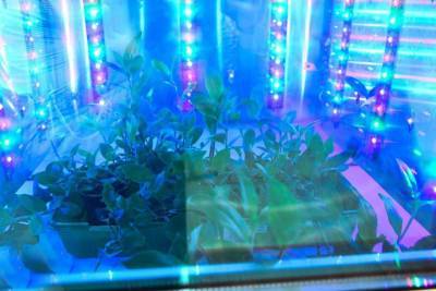 Волгоградские ученые разработали фитотрон для выращивания растений
