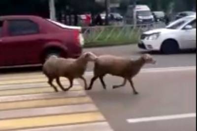 В Ярославле по улицам бегают овцы