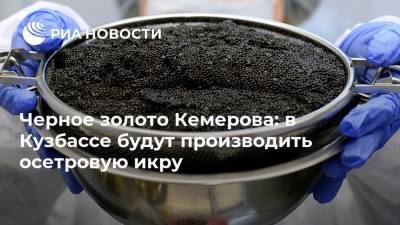Черное золото Кемерова: в Кузбассе будут производить осетровую икру