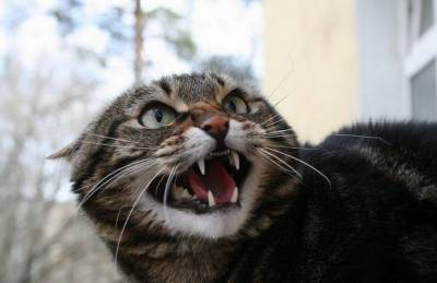 В одном из районов Киева введен карантин после обнаружения бешеной кошки