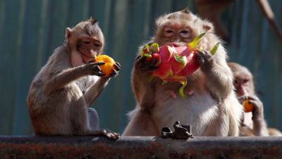 В Московском зоопарке появился на свет детеныш редких обезьян