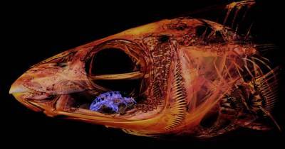Биолог сделал ужасающее фото изопода, поедающего язык
