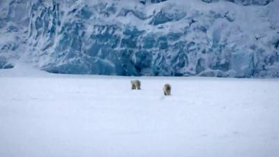 Экспедиция в Арктику: ученые оценят численность белых медведей, моржей и северных оленей. Новости на "России 24"