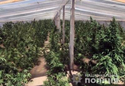 В Херсонской области изъяли марихуану на почти 20 млн гривен