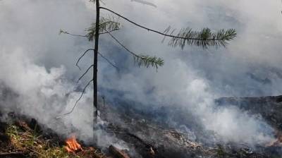 Площадь лесных пожаров в Красноярском крае за сутки увеличилась почти в 2 раза