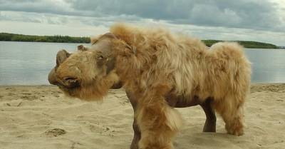 ДНК шерстистого носорога указала на причину вымирания животного