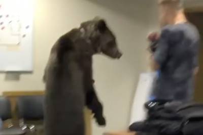 «Новый тренер»: медведь пришел в раздевалку московских футболистов и напугал их