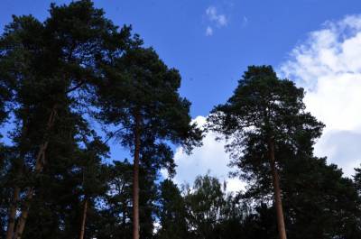 Власти Балтийска запретили ходить в лес после взрыва снаряда времен войны
