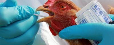 Вспышку птичьего гриппа зафиксировали в Омской области