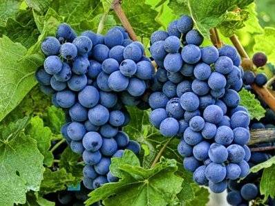 Правительство Армении предоставит компаниям беспроцентные кредиты на закупку винограда