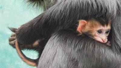 В Московском зоопарке появился на свет детёныш обезьян вандеру