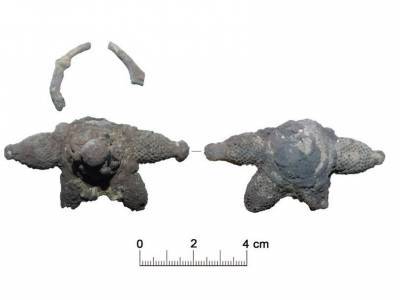 Археологи нашли в Суздале колт домонгольского времени