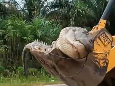 В Индонезии местные жители обезглавили 500-килограммового крокодила-демона