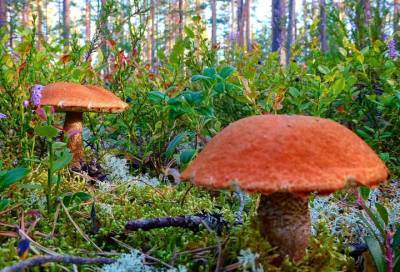 За грибами с Лосилием: любители «тихой охоты» делятся фото своих трофеев