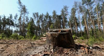 В Украине за первое полугодие вдвое меньше незаконно рубили лес - Гослесагентство
