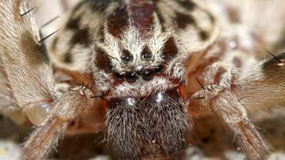 Видео: Огромный паук звонил всю ночь в дверь австралийцу и не давал спать