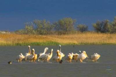 На популярный украинский курорт прилетели редкие птицы