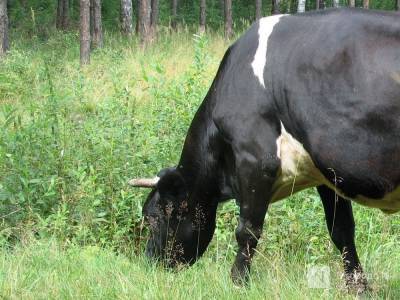 Поголовье крупного рогатого скота и свиней увеличилось в Нижегородской области