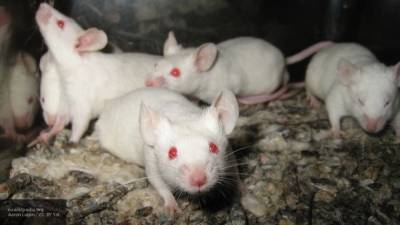 Мыши помогли обнаружить сверхчувствительные клетки вкусовых рецепторов - newinform.com