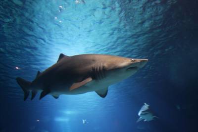 Ученые обнаружили свидетельства “дружбы” среди серых рифовых акул