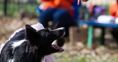 Тепловой удар и 5 кг куриных крылышек: калининградские ветврачи — о "летних" ошибках владельцев собак
