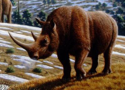 Ученые: Шерстистые носороги вымерли из-за изменений климата