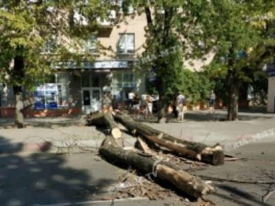 В Мелитополе огромное дерево рухнуло на проезжую часть