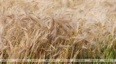 Аграриям Минской области осталось убрать около 15% зерновых