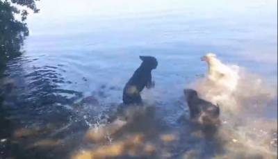 В Воронеже ковчег для 70 собак спустят на воду в конце августа