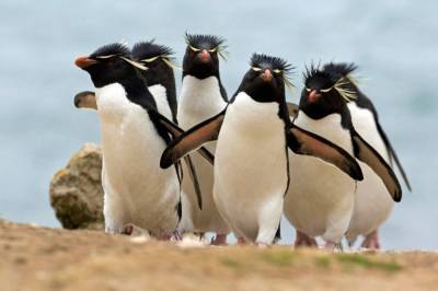 В Новой Зеландии откопали редкого хохлатого пингвина