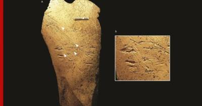 Важное открытие в истории человечества сделали по орудиям из кости