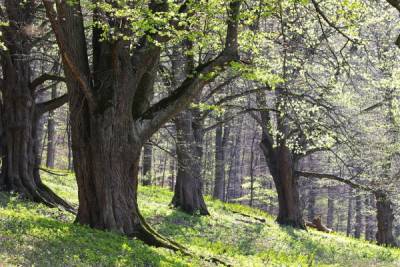 Онлайн-фестиваль по обниманию деревьев пройдет в Финляндии